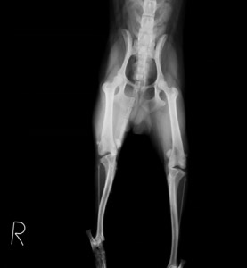 術前レントゲン