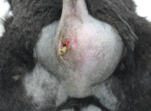 会陰ヘルニアとは