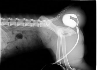 実際の手術症例