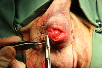 実際の手術症例