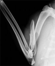 前肢上腕骨骨折