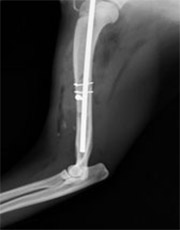 前肢上腕骨骨折