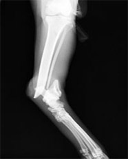 後肢脛腓骨骨折