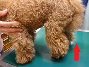 前十字靭帯断裂症